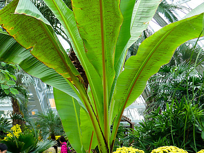 나무바나나 사진 - Ensete ventricosum Photos