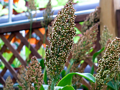 수수 사진 - Sorghum bicolor (L.) Moench Photos