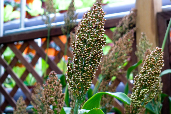 수수 - Sorghum bicolor (L.) Moench