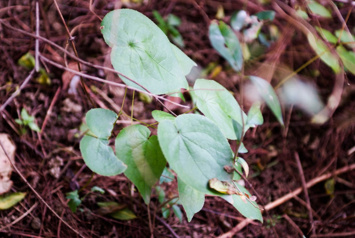 삼지구엽초 - Epimedium koreanum Nakai