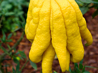 불수감 사진 - Citrus medica var sarcodactylis Photos