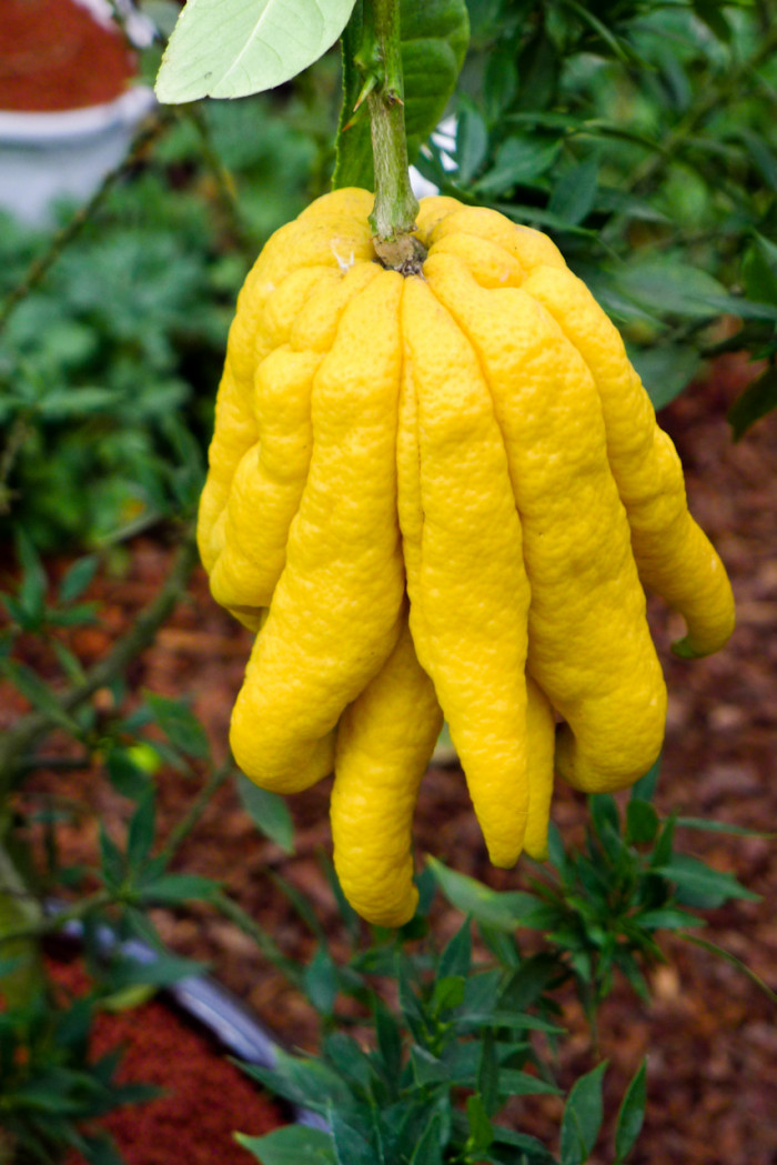 불수감 - fingered citron, Citrus medica var sarcodactylis