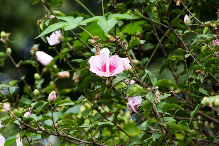 무궁화 - Rose of Sharon, Hibiscus syriacus L.