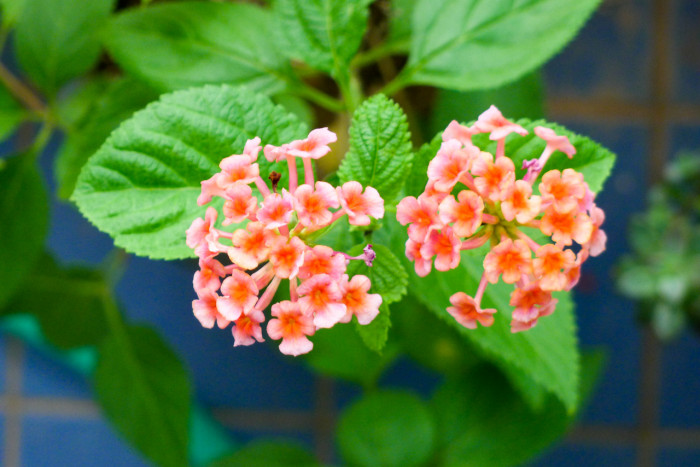 란타나 - Spanish Flag, West Indian Lantana, Lantana camara