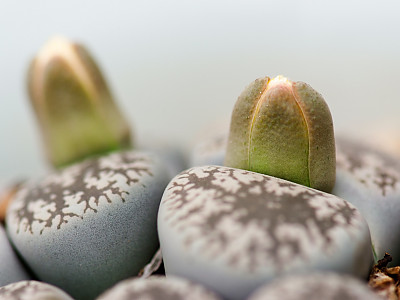 리톱스 사진 - Lithops hookeri v. hookeri Photos