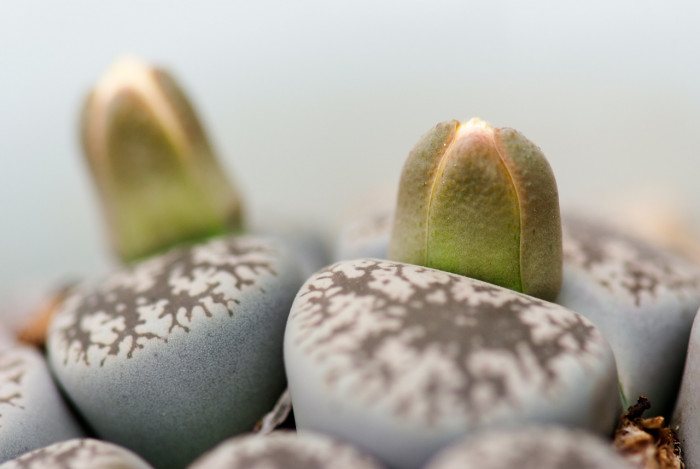 리톱스 - 도로시, Lithops hookeri v. hookeri