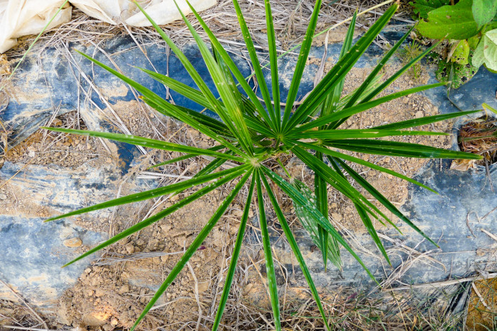 당종려 - Chinese windmill palm, windmill palm, Chusan palm, Trachycarpus fortunei