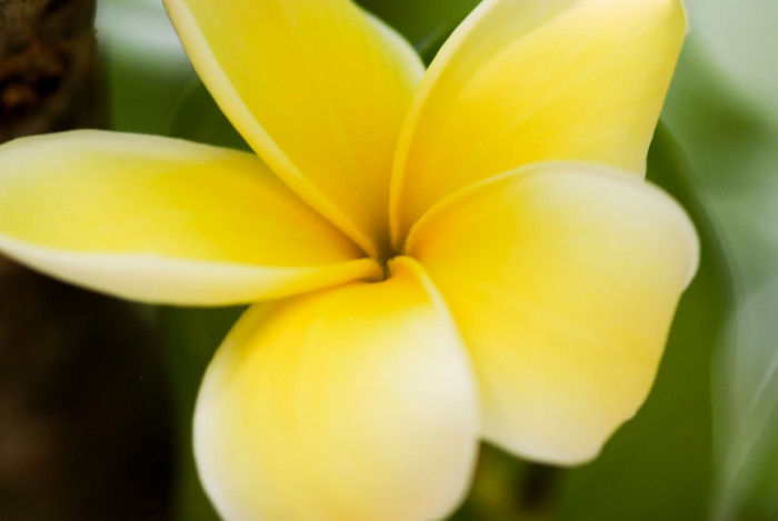 러브하와이 - Flumeria, Plumeria Alba