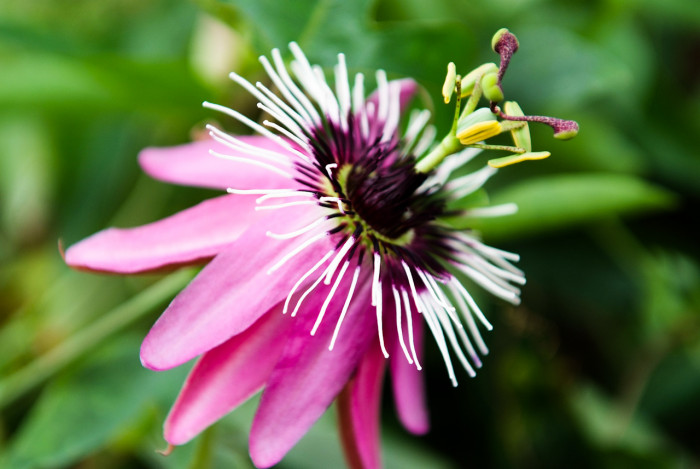 시계초 - passion flower, Passiflora caerulea