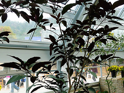 연화수 사진 - Clerodendrum quadriloculare Photos