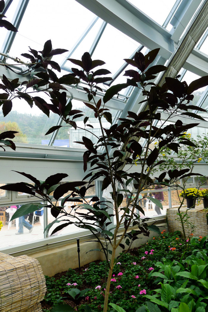 연화수 - Clerodendrum quadriloculare