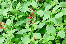 파인애플세이지 - Salvia elegans