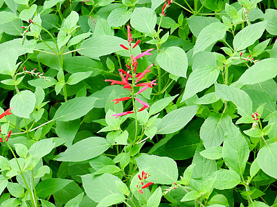 파인애플세이지 사진 - Salvia elegans Photos