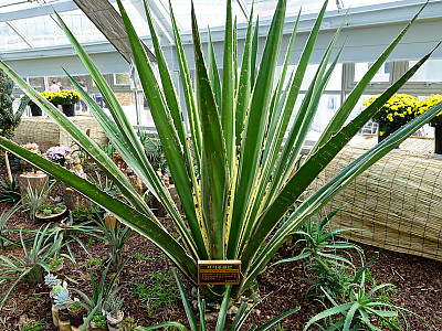 악어용설란 사진 - Furcraea selloa cv. Marginata Photos
