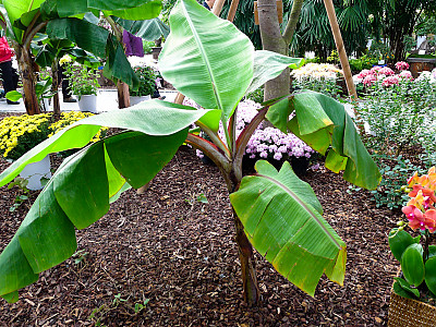 홍피초 사진 - Musa sumatrana Photos