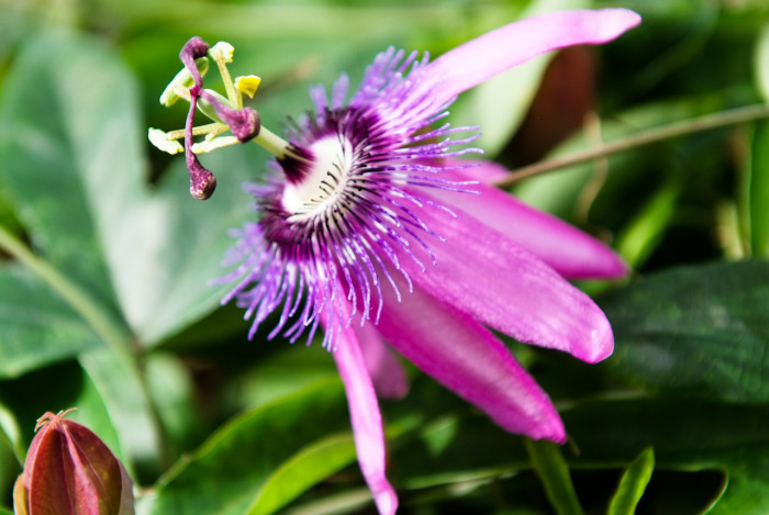 시계초 - passion flower, Passiflora caerulea