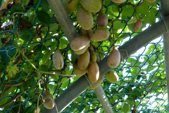 으름덩굴 - chocolate vine, Akebia quinata
