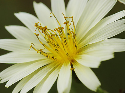 고들빼기 사진 - Crepidiastrum sonchifolium (Bunge) Pak & Kawano Photos