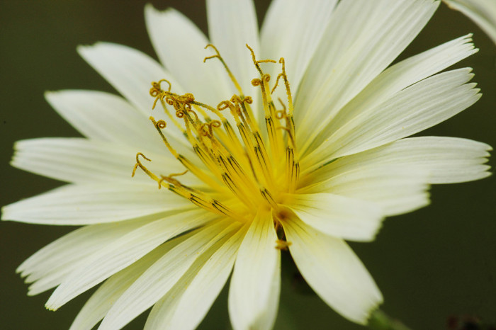 고들빼기 - Crepidiastrum sonchifolium (Bunge) Pak & Kawano
