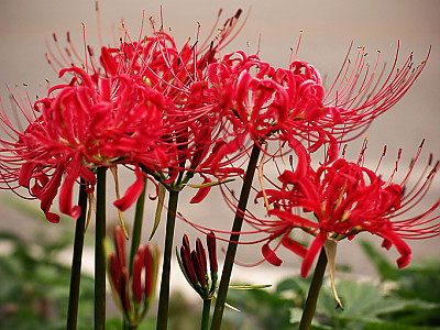 석산 사진 - Lycoris radiata Photos