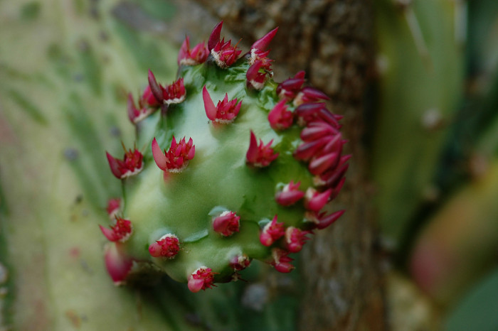 선인장 - Opuntia ficus-indica Mill.