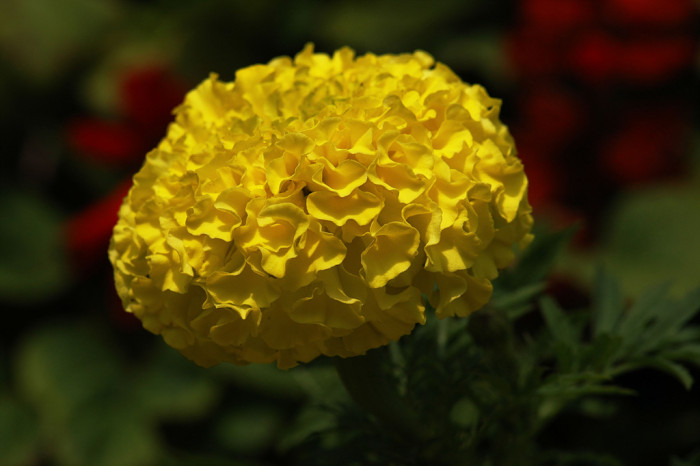 메리골드 - Marigolds, Tagetes spp.