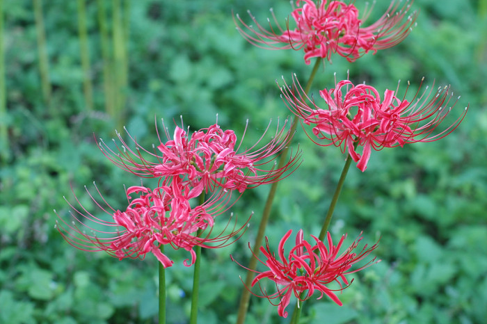 석산 - red spider lily, Lycoris radiata