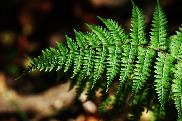 고사리 - 주써♡, Pteridium aquilinum var. latiusculum (Desv.) Underw. ex Hell.