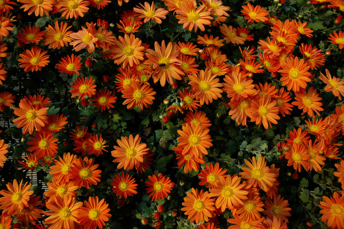 국화 - florist
