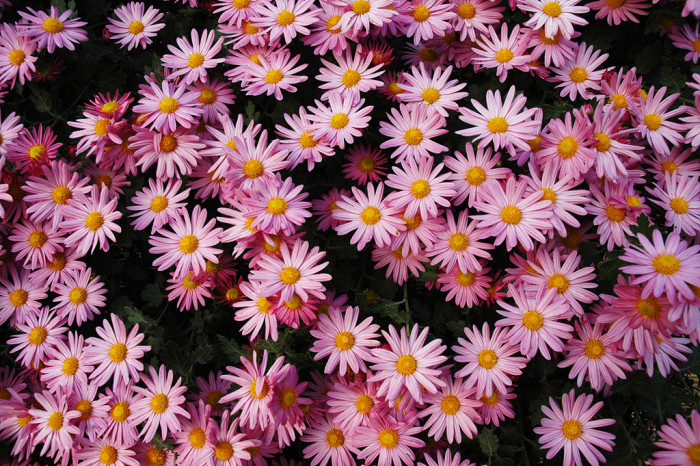 국화 - florist