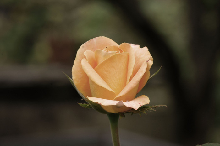 장미 - Rose, Rosa hybrida