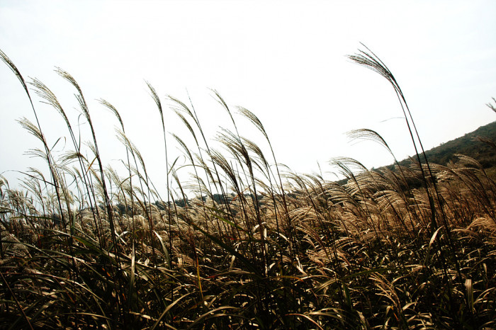 억새 - peder, Miscanthus sinensis var. purpurascens (Andersson) Rendle