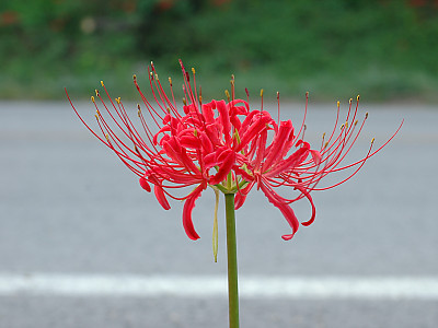 석산 사진 - Lycoris radiata Photos