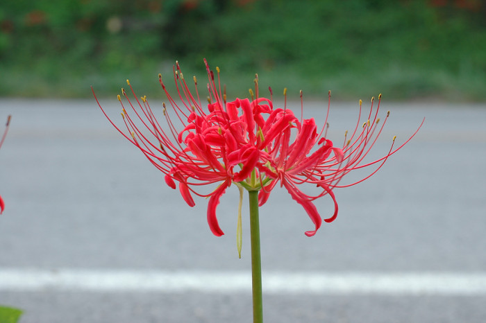 석산 - red spider lily, Lycoris radiata