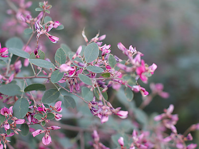 싸리 사진 - Lespedeza bicolor Photos