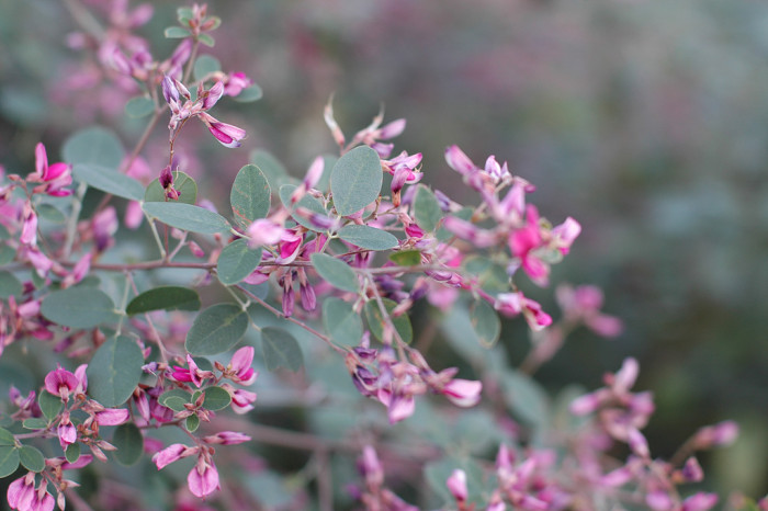 싸리 - Lespedeza bicolor