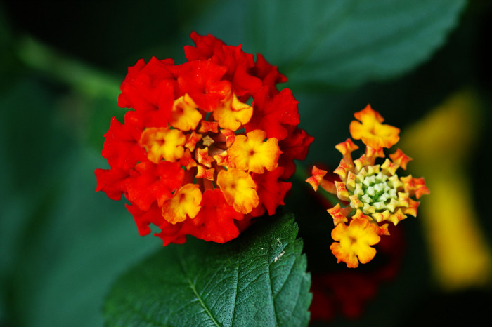 란타나 - Spanish Flag, West Indian Lantana, Lantana camara