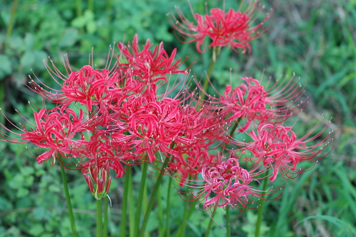 석산 - red spider lily, Lycoris radiata