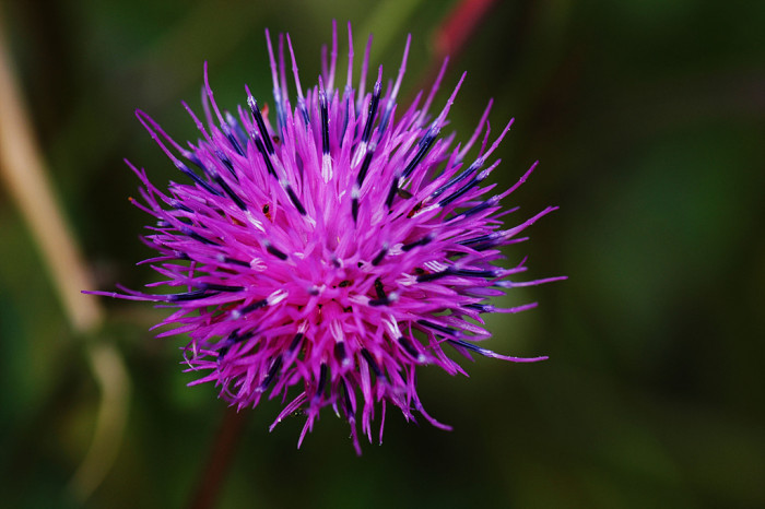 산비장이 - Mountain coronate sawwort, Serratula coronata var.insularis