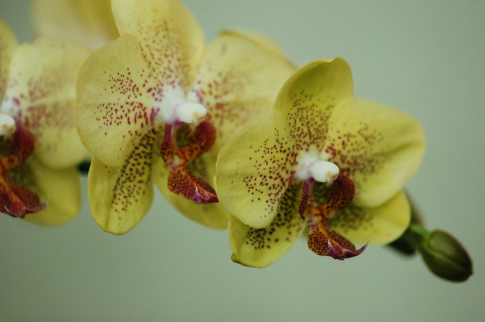 호접란 - Moth orchids, phalaenopsis