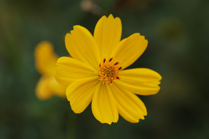 코스모스 - Browallia speciosa, Cosmos bipinnatus