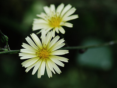 고들빼기 사진 - Crepidiastrum sonchifolium (Bunge) Pak & Kawano Photos