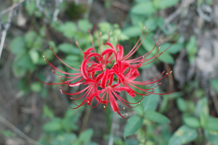 석산 - red spider lily, Lycoris radiata