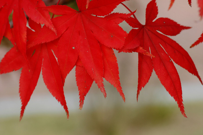 단풍나무 - Acer palmatum Thunb. ex Murray, Acer palmatum Thunb. ex Murray