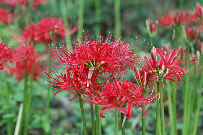 석산 - red spider lily, Lycoris radiata