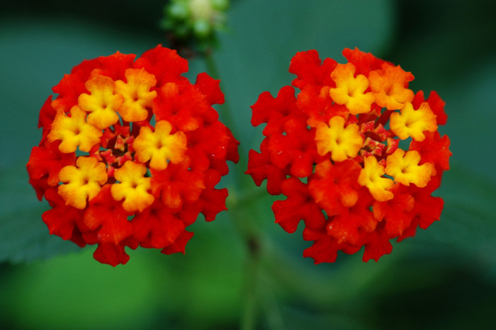 란타나 - Spanish Flag, West Indian Lantana, Lantana camara