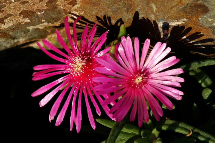 송엽국 - Trailing Ice Plant, Lampranthus spectabilis