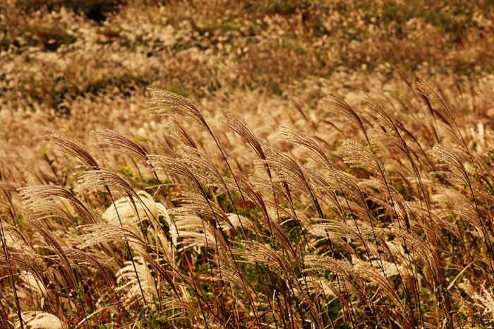 억새 - peder, Miscanthus sinensis var. purpurascens (Andersson) Rendle