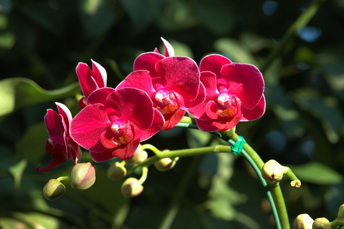 호접란 - Moth orchids, phalaenopsis