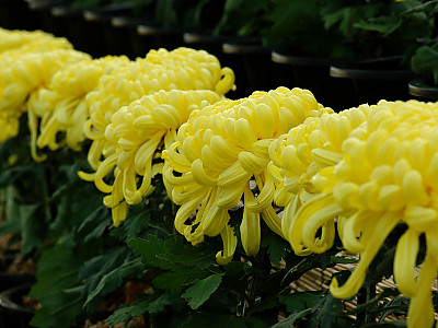 국화 사진 - Chrysanthemum morifolium Ramat. Photos